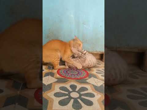 10 Minutes of satisfying Cat fight