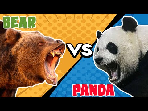 Giant Panda VS Grizzly Black Bear