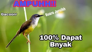 Download lagu Suara Pikat Burung Ciblek Tebu Cici meong !!!AMPUH JAMIN mp3 Download lagu Suara Pikat Burung Ciblek Tebu Cici meong !!!AMPUH JAMIN mp3
