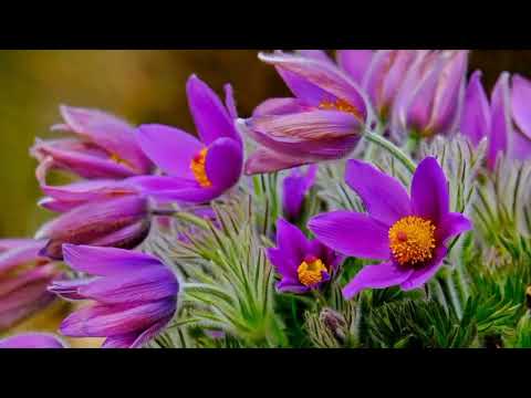 Opwekking 652 Zing voor de Koning 1B