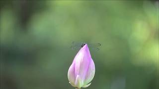 【4K HDR】水元公園の夏｜咲き誇るハスと舞うチョウトンボ