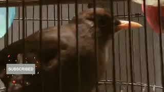 Download lagu anis gunung atau di kenal jalak gading, dari gunung lawu mp3