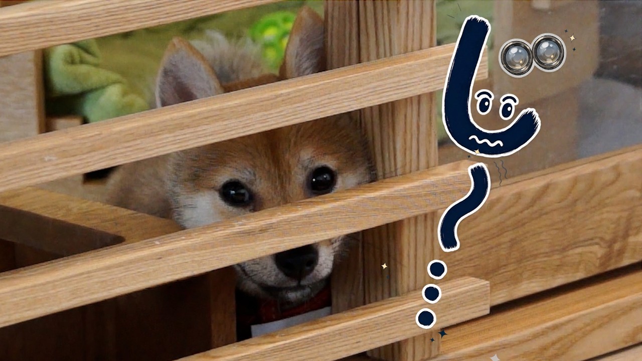 飼い主の食事の様子を観察する０歳の柴犬