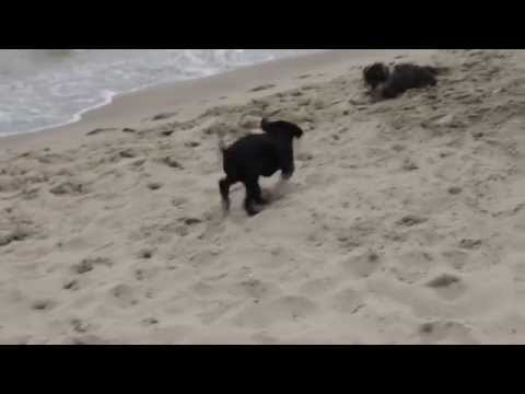 Sura su primer dia de playa. En Platja la Rubina