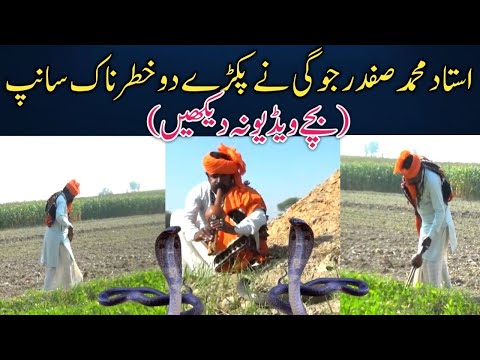 Safdar Jogi | caught the two snakes lying in the straw of the animals | دو خطرناک زہریلےسانپ