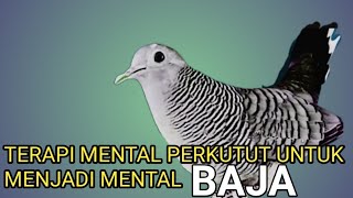 Download lagu Terapi pagi PERKUTUT ‼️ Ahlinya menaikan BIRAHI dan menguatkan MENTAL tambah emosi. mp3
