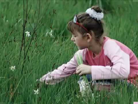 Sarbatoarea narciselor, Zarvesti, judetul Caras-Severin