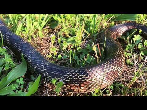 Cottonmouth vs Rat Snake