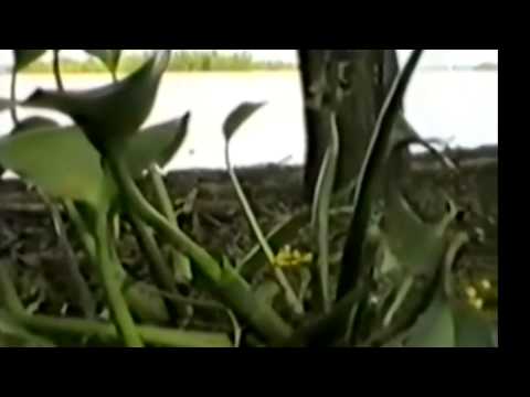 "Rio de camalotes"- Trio Corradini-Campos (C. Del Uruduay)