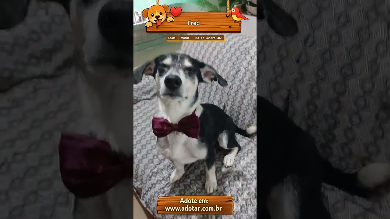 Cachorro raça SRD-ViraLata idade 2 anos nome Fred