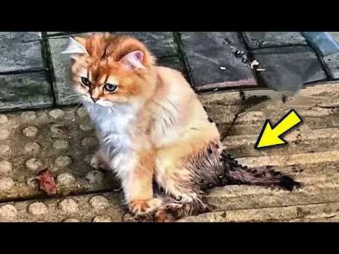 Мачак је јечао и плакао беспомоћно под нападима мува, његове шапе су биле парализоване.