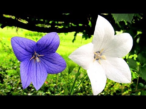 Ogród: Rozwar wielkokwiatowy / Platycodon grandiflorus