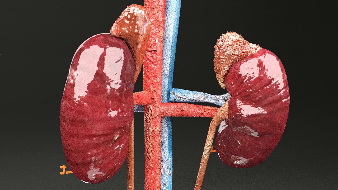 生殖器尿路 3D 3Dモデル