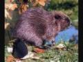 We Are The Beaver~The Arrogant Worms