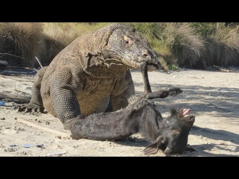 the slow movement of a Komodo dragon distract the goat