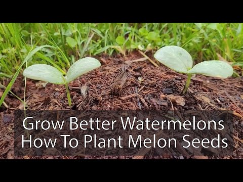 How to Plant Watermelon Seeds for Bigger, Better Fruit - Surprising Organic Gardening Secrets