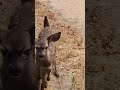 I got charged by this vicious beast yesterday.