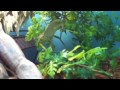 HULK my Graceful Chameleon 