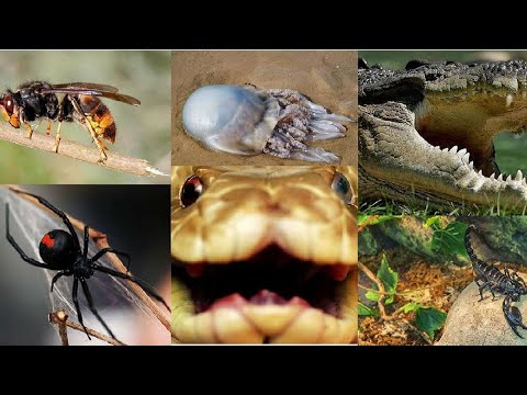 Australia's most dangerous animals (with interactive video comprehension activity)