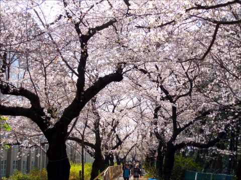 George Cables:That's What Friends Are For  (江戸城外堀土手のさくらの森へ)