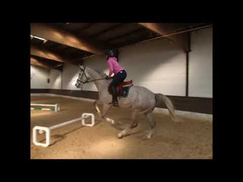 CEDRIK 5j. v. Cellestial - Levisto VB 15.000,- Euro