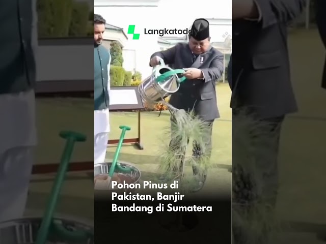 Pohon Pinus di Pakistan, Banjir Bandang di Sumatera