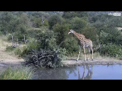 Giraffe at Rosies Pan.