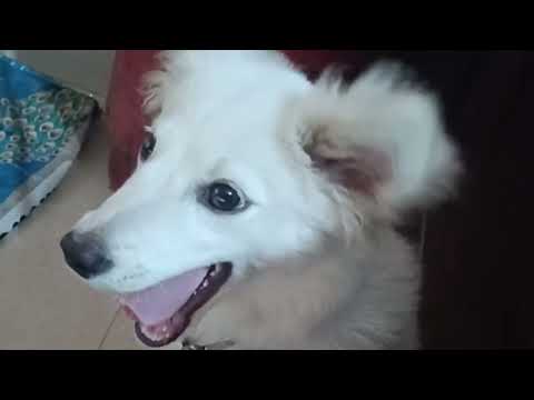 Nice papy wahit papy #vierlpapy. #virel