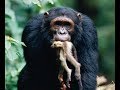 Monkey Hunting of Chimpanzees