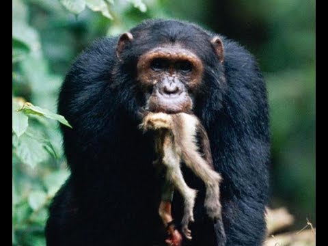 Monkey Hunting of Chimpanzees