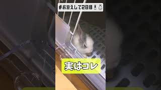 見てるだけでとろける…我が家に来たばかりのミニうさぎ塩ちゃん🐰 #shorts