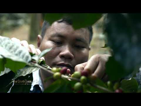 สถานีพัฒนาการเกษตรที่สูงตามพระราชดำริ ภูพยัคฆ์