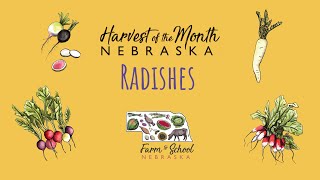 Harvest of the Month: Radishes