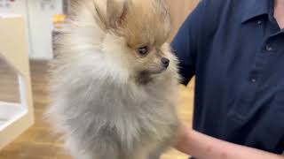 ポメラニアンの動画01