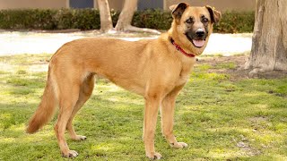 Video preview image #1 Labrador Retriever-Unknown Mix Puppy For Sale in Marina del Rey, CA, USA