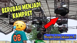 Download lagu Ciri murai batu OVER BIRAHI dan cara merawatnya // EXORJM mp3