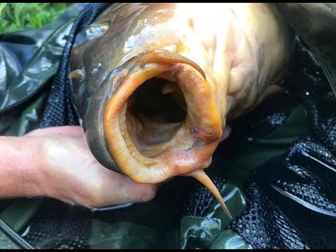 CARP FISHING FRANCE - MONSTER CARP