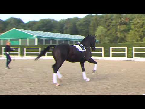 30. Mecklenburger Körtage 2020 - Kat.Nr. 40 Junghengst v. Totilas - Jazz