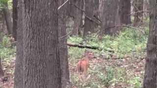 preview picture of video 'Pea Ridge Deer'