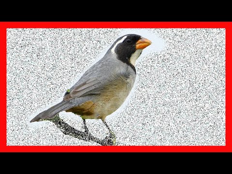 Tanečník zlatozobý (Saltator aurantiirostris) — video o speve a chove