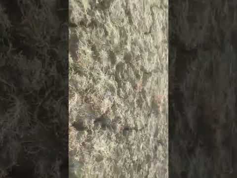 Land near about 60 km from Jabalpur , best for investment purpose