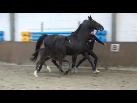 *2019 Stute von Vitalis - Stedinger