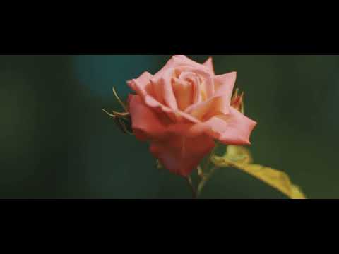Contax Carl Zeiss 85mm 1.4 and the Sony A7 IV cinematic sample footage