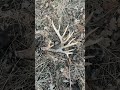 That time of year again.#shed #hunting #inthepursuitofbigbucks #wildlife #shedseason