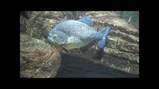 We're going to the zoo!