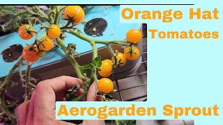 Orange Hat tomatoes in Aerogarden Sprout Hydroponics System, Micro Dwarf variety