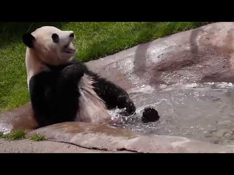 Panda - Funny, Cute, Fails, Stupid. Compilation - (2020)