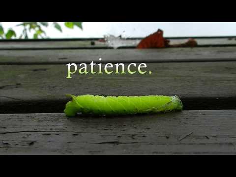 Bright green caterpillar (Note to self)