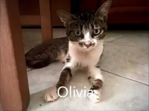 Gattina- Olivia