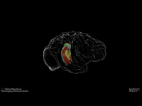 Evolutionary change in hippocampus and brain structure shown from human back to mouse.
